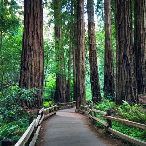 Muir woods tour. Things To Know About Muir woods tour. 